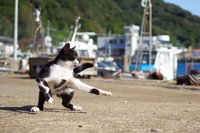 低い姿勢で構える猫、つま先立ちする猫（ネコ写真集「のら猫拳」）