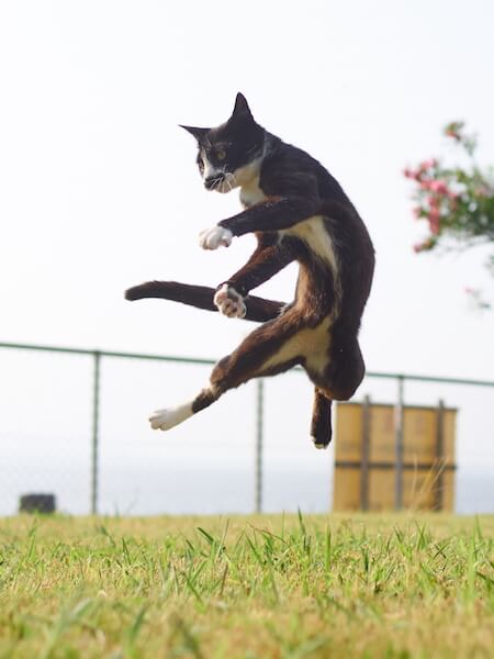 空中浮遊する猫（ネコ写真集「のら猫拳」）