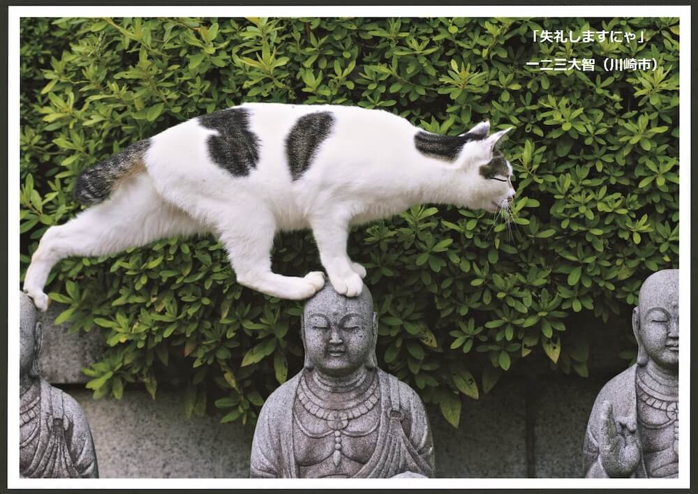 岩合さんが選んだ100枚の猫写真はこれだッ写真コンテストの傑作集ネコにカメラ Cat Pressキャットプレス