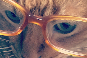 眼鏡をかけてムッとしている猫の写真