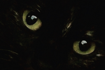 瞳孔をまんまるに開いて下から見上げる猫の写真