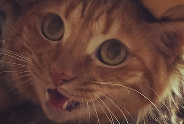 ライオンの被り物をしたキレ気味の猫の写真