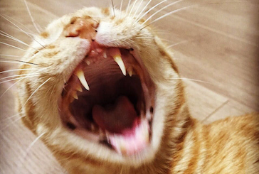 あくびがMAXな猫の写真