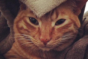布団にくるまれた寝起きの猫の写真