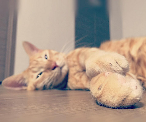 うっとりして横たわる猫の写真
