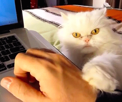 撫でるのを催促する猫の動画を紹介