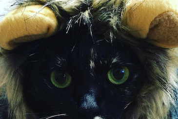 ライオンの帽子を被った猫
