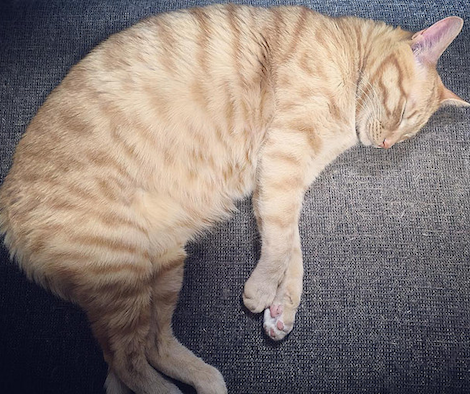 真横になってすやすや眠る茶トラ猫の写真