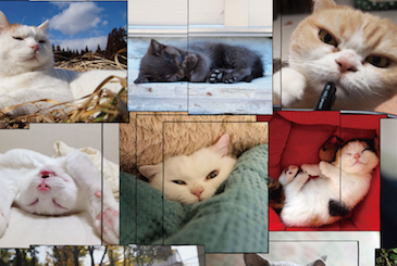 最大級の猫写真展が1/29から開催されるぞ〜作品は300点以上！