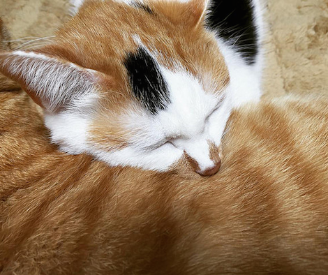 茶トラのお腹に顔を埋めて寝ている三毛猫の写真