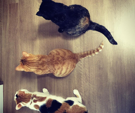 横一列に並んで待機する3匹の猫の写真