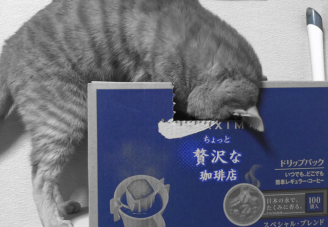 カメラに気づかずコーヒー箱を漁る猫の写真