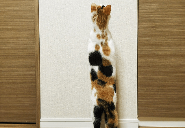 立ち上がる三毛猫の写真
