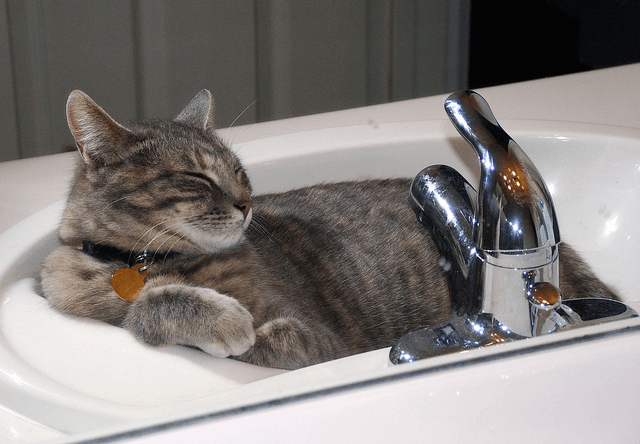 これは可愛い！洗面器を寝床にする猫の写真23連発