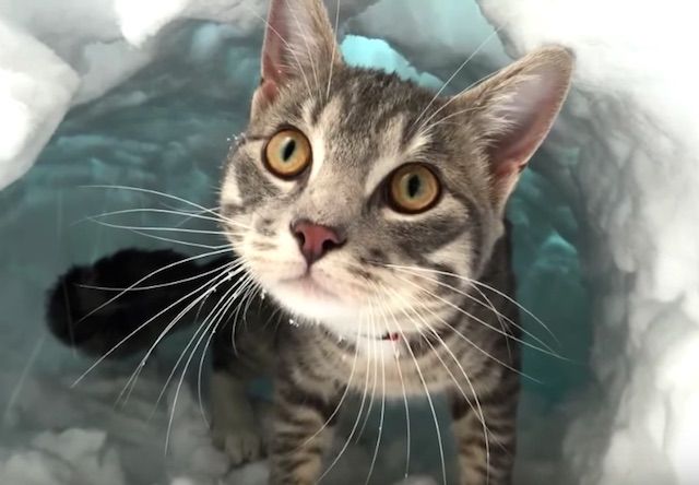 雪を掘りまくってトンネルを作る猫 - 猫のおもしろ動画