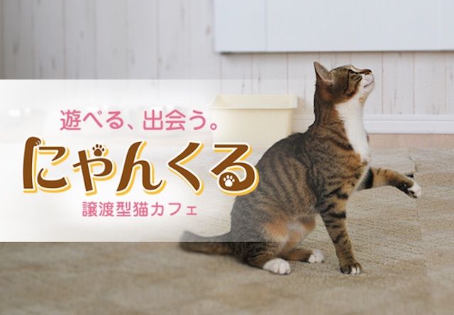 明日、横浜の桜木町に猫カフェ「にゃんくる」が新規開店！
