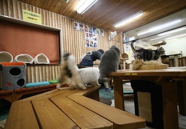 ねこまんま – 名古屋 御器所の猫カフェ