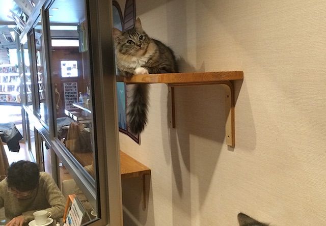 まねき猫 – 広島 西区/横川の猫カフェ
