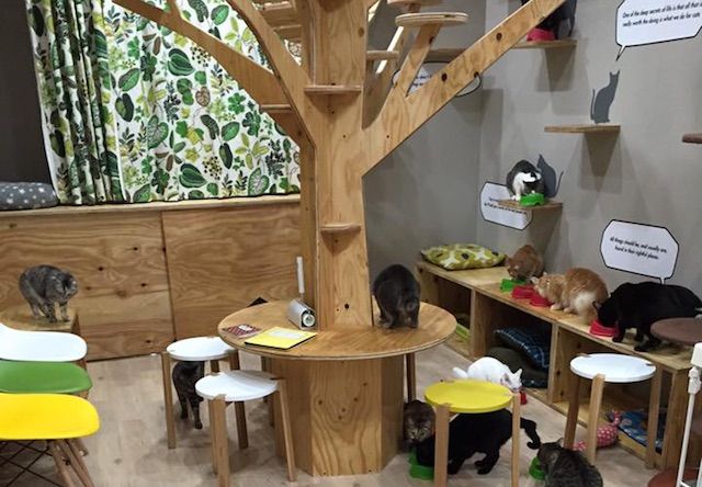 ネコリパブリック大阪心斎橋 – 大阪 心斎橋の猫カフェ