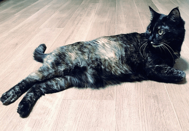 セクシーポーズをとるサビ猫の写真