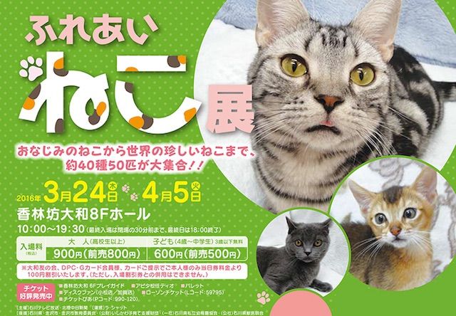 40種類の珍しい猫と触れ合えるイベントが金沢で開催中〜！
