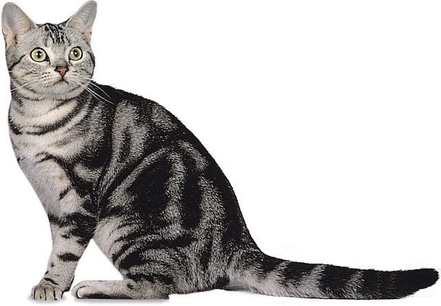 アメリカンショートヘア(American Shorthair) - 猫の種類＆図鑑