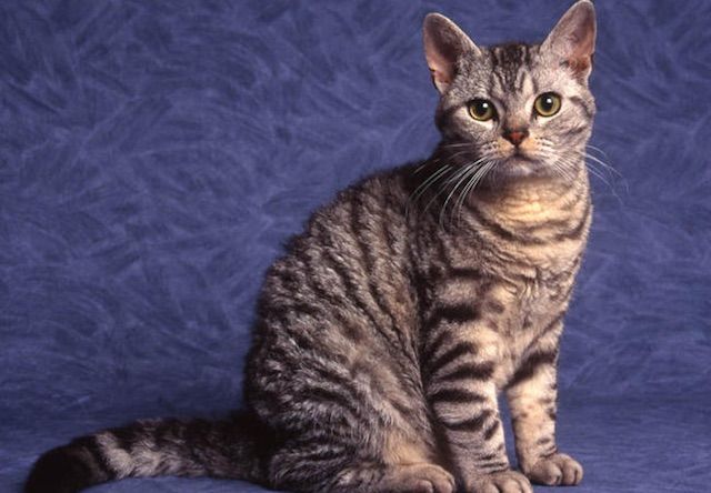 アメリカンワイヤーヘア(American Wirehair) - 猫の種類＆図鑑