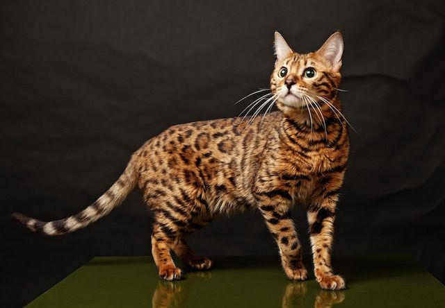 ベンガル Bengal Cat 猫の種類 図鑑 Cat Press