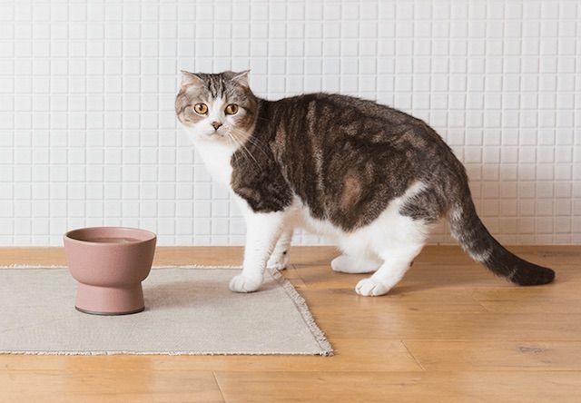 こだわりの一品！大谷焼で作られたオシャレな猫用水飲み器
