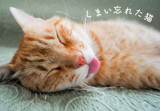 「しまい忘れた猫」舌をしまい忘れた猫の可愛い写真集が発売！猫マニア必見