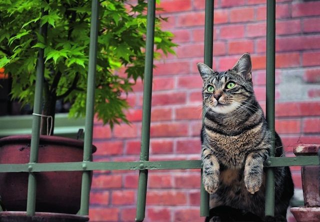 不健康 闇 食堂 猫 待ち受け Pc 狂人 補う ライオン