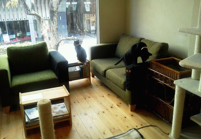 姫路市の黒猫カフェ cat cafe ねこびやか -黒猫cm(センチメートル)