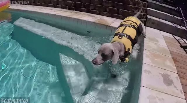犬の背中を使ってサーフィンする猫の動画