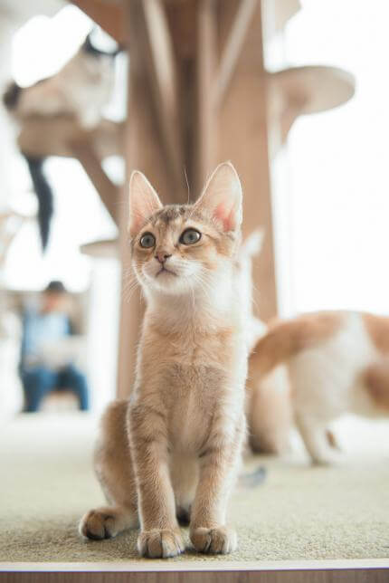 MoCHA（モカ）原宿店 猫の撮影イメージ