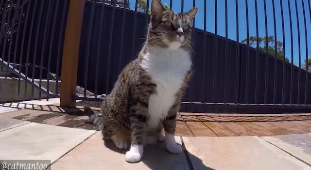 犬の背中を使ってサーフィンする猫の動画