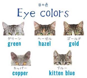 猫の目の色 英語