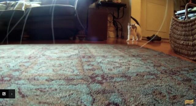 猫との遭遇 フリスキーによる猫目線のカメラ動画