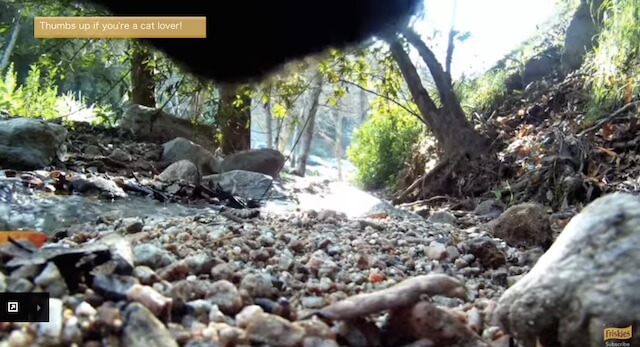 森の中 フリスキーによる猫目線のカメラ動画