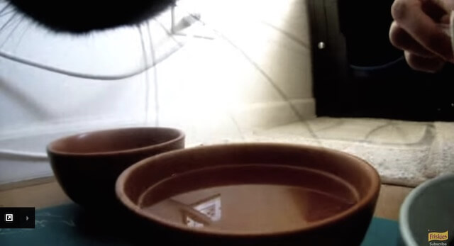 水飲み フリスキーによる猫目線のカメラ動画