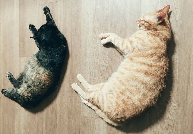 横たわって寝ている兄弟猫 – 猫の写真素材