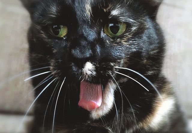 目を開けたままあくびをするサビ猫 - 猫の写真素材