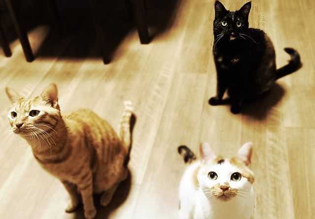 待ち受ける三匹の猫 - 猫の写真素材
