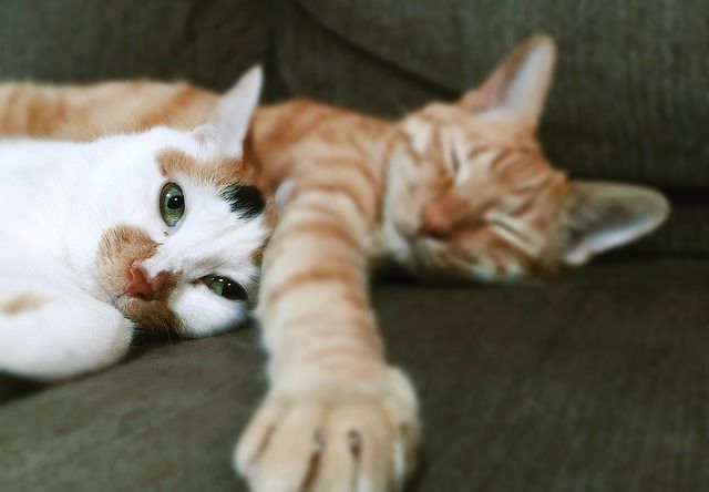 添い寝する仲良し猫 - 猫の写真素材