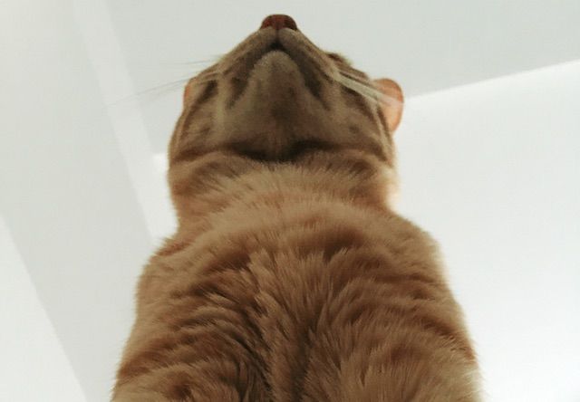 角度をつけて下から撮影した茶トラ - 猫の写真素材