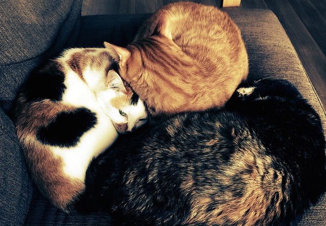 3匹の猫団子 - 猫の写真素材
