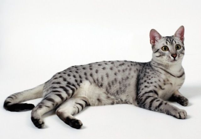 エジプシャンマウ(Egyptian Mau) - 猫の種類＆図鑑
