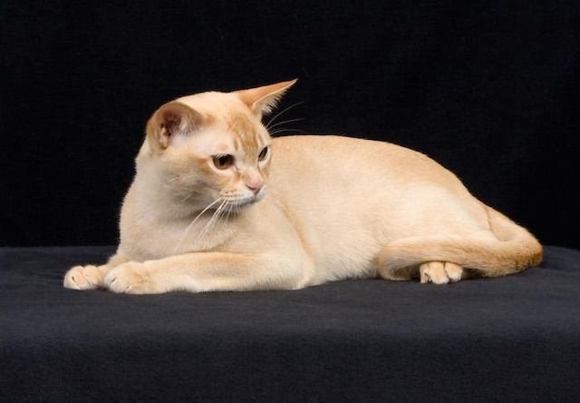 ヨーロピアンバーミーズ(European Burmese) - 猫の種類＆図鑑
