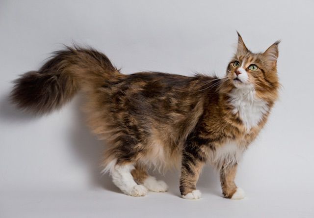 メインクーン(Maine Coon) - 猫の種類＆図鑑 | Cat Press（キャット 