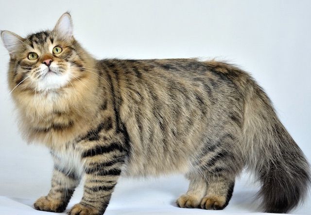 サイベリアン(Siberian) - 猫の種類＆図鑑