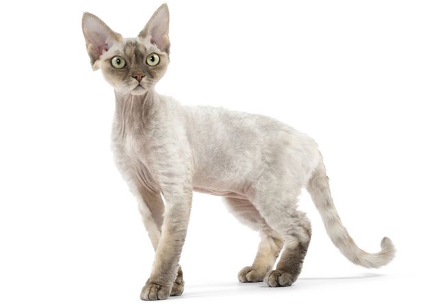 デボンレックス(Devon Rex) - 猫の種類＆図鑑